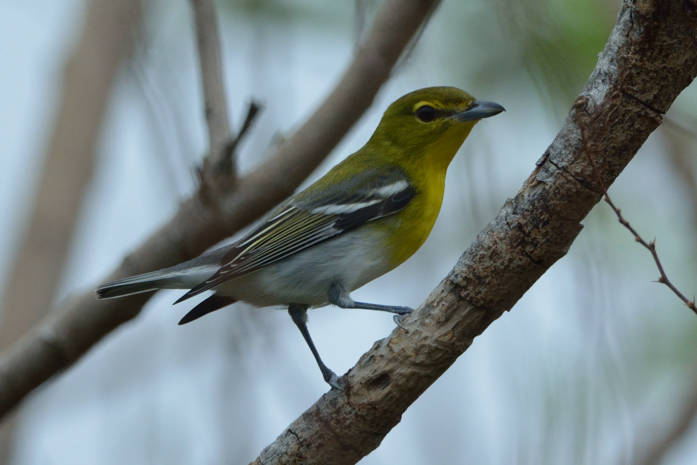 Geelborstvireo